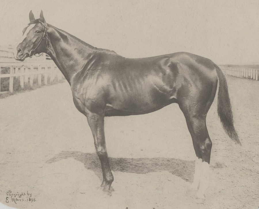 A horse standing in the dirt with its head down.