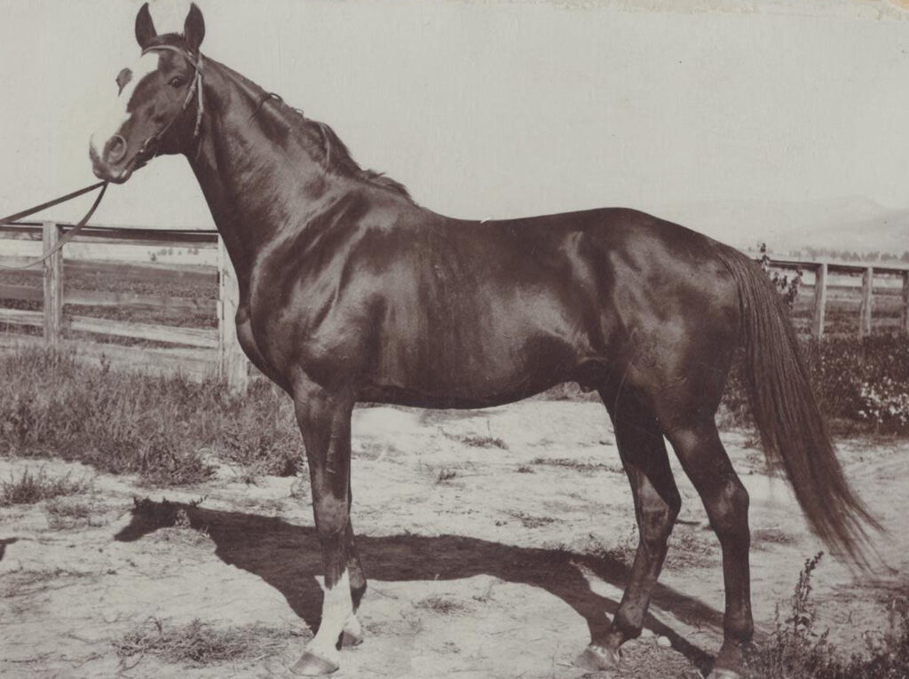 A horse standing in the dirt near some grass.