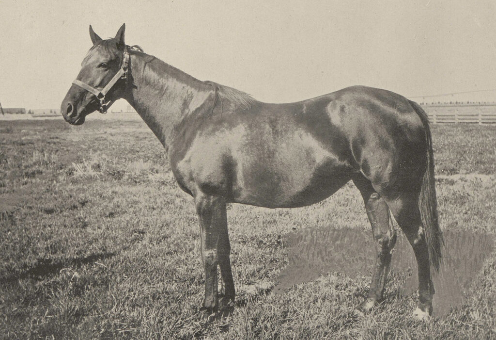 A horse standing in the grass with its mouth open.